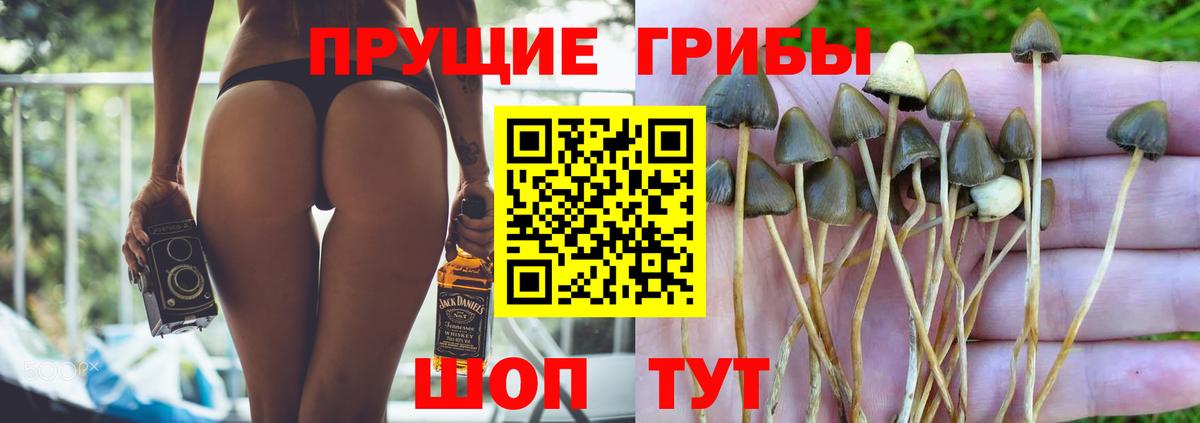где найти наркотики  Вход с VPN  Галлюциногенные грибы мицелий  Киселёвск  Галлюциногенные грибы мицелий 